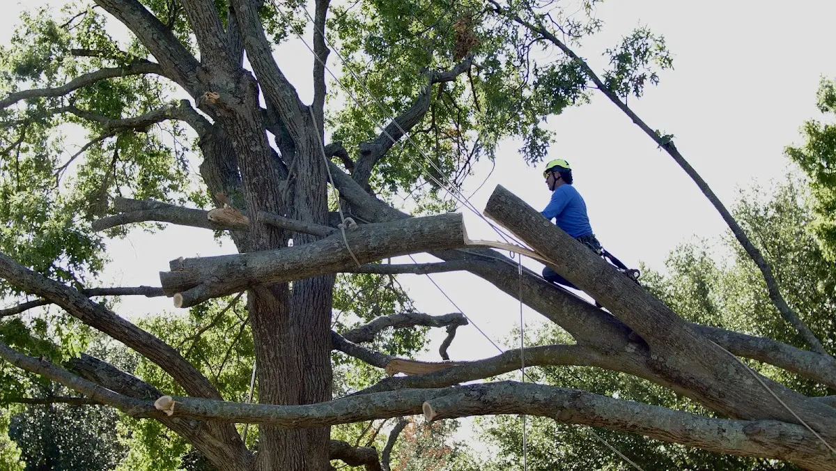 Professional Crown Thinning performed by certified arborists in Dodge
