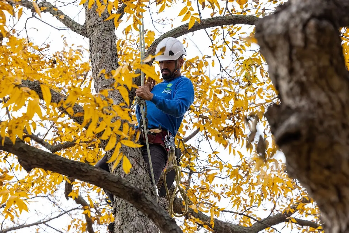 Skilled Tree Trimming crew working in Dodge